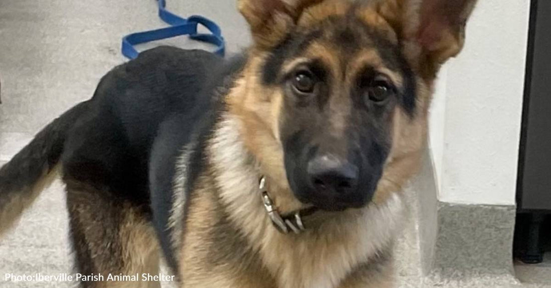 German Shepherd Found Crammed In Tiny Wire Cage Gets Second Chance On Flight To Freedom