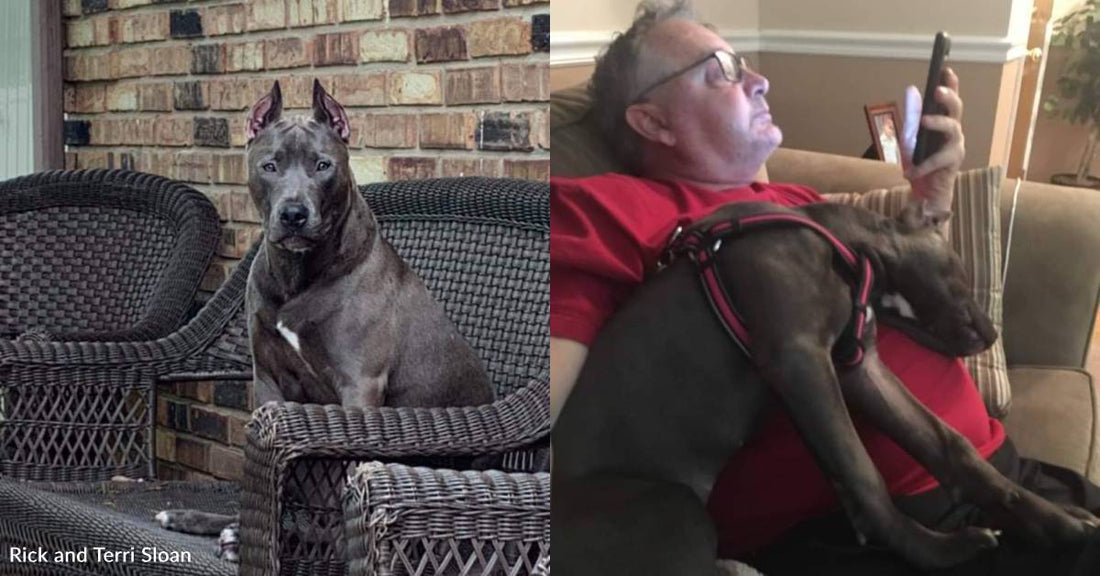 Rescue Dog Helps Man Recover After Open Heart Surgery