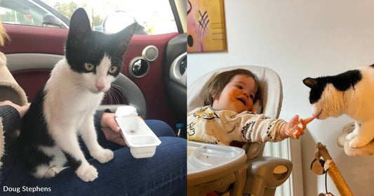 While Struggling with IVF Treatments, Couple is Adopted By Stray Kitten