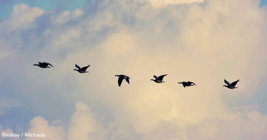 How You Can Keep Migrating Birds Safe This Spring