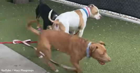 Dog Leaps Over Kennel Wall to Be with Best Friend, and Now They Have the Same Forever Home