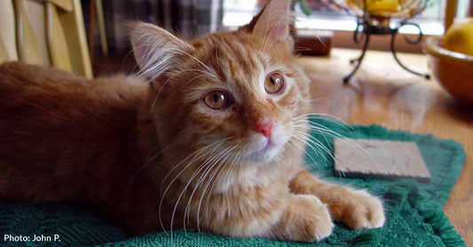 Kitten Rescued After 'Wandering Blindly' in the Road