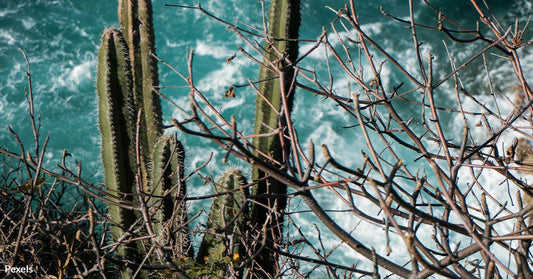 First US Plant Species Extinct Due to Climate Change as Rising Seas Destroy Key Largo Tree Cactus