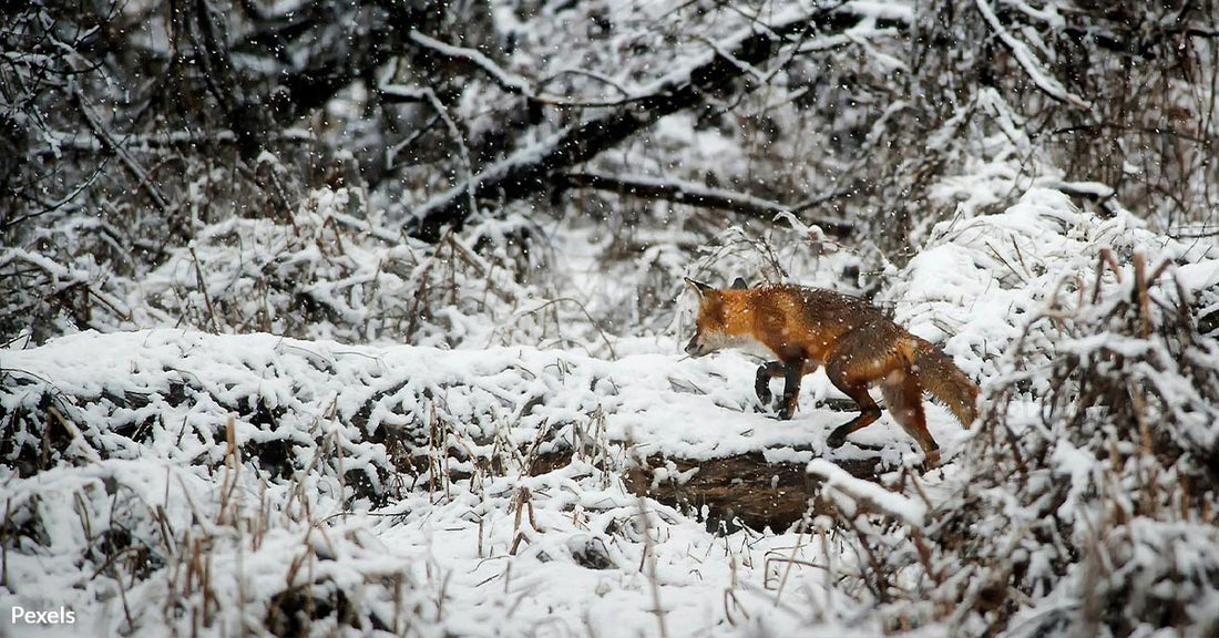 America’s Public Lands Turn into Slaughter Grounds in Brutal Killing Contests