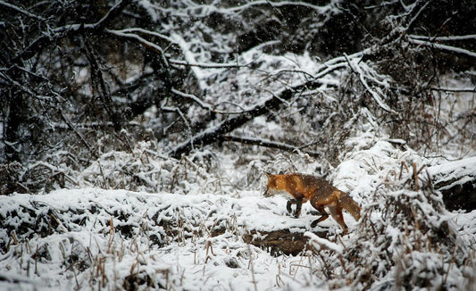 Wildlife Killing Contests on Public Lands Leave Ecosystems in Ruins