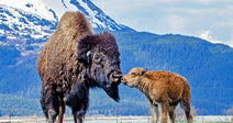 A large bison nuzzles its golden-brown calf on a rocky field with snow-capped mountains in the background.