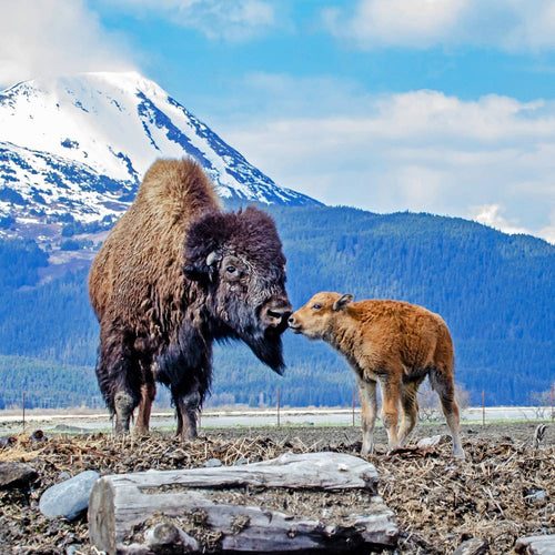 A large bison nuzzles its golden-brown calf on a rocky field with snow-capped mountains in the background.