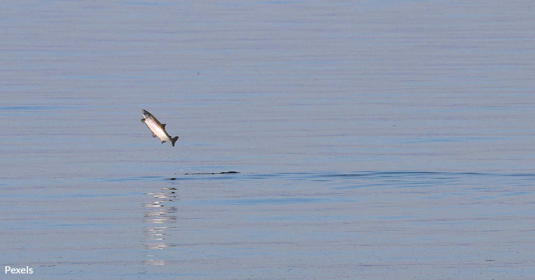 Alaska's King Salmon Teeter on the Edge of Extinction — Could Endangered Status Help?