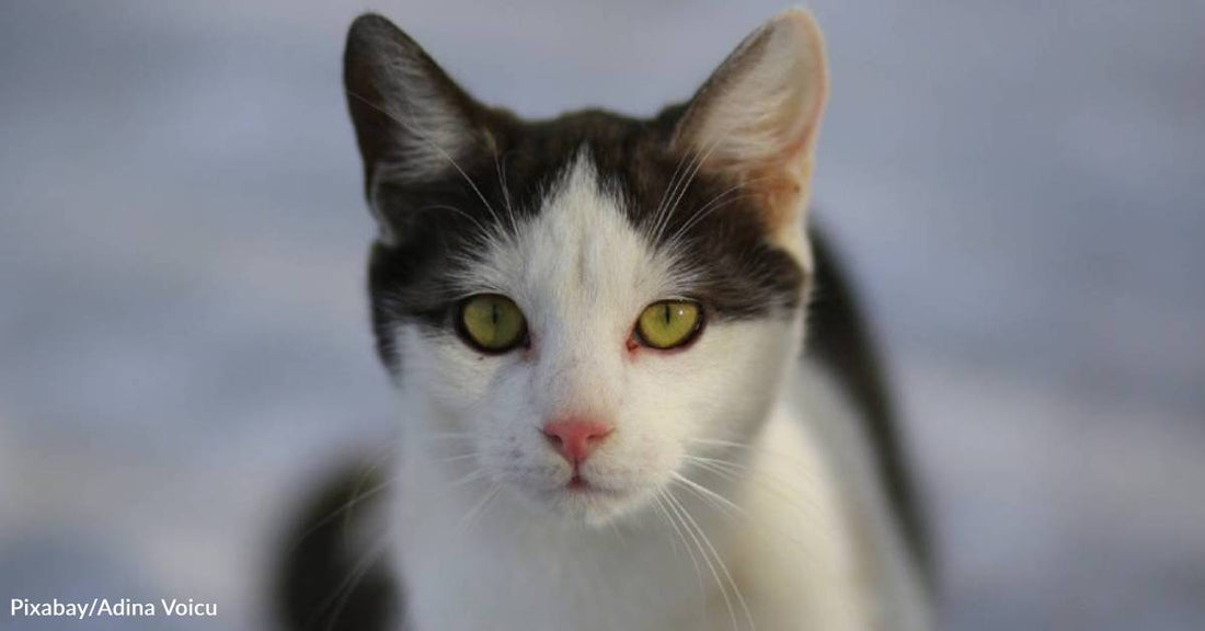 Cat Abandoned in a Carrier Outside in the Heat Finds New Home