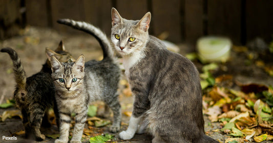 Overwhelmed Shelters Face Heartbreaking Realities of Kitten Season