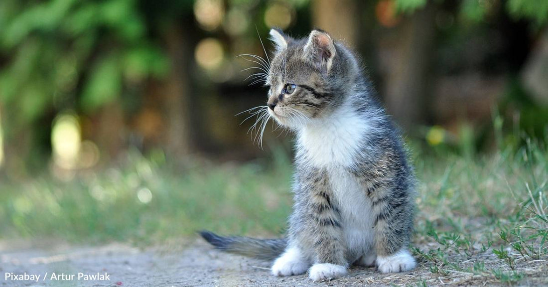 Little Stray Cat Scares Much Larger Cats With Her Big Personality