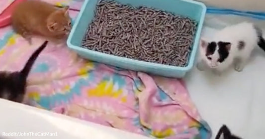 Several tiny kittens explore a bathtub lined with a colorful blanket beside a blue litter box.