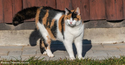 Stray Cat Who Loves to Share People's Pastries Charms Her Way Into Forever Home