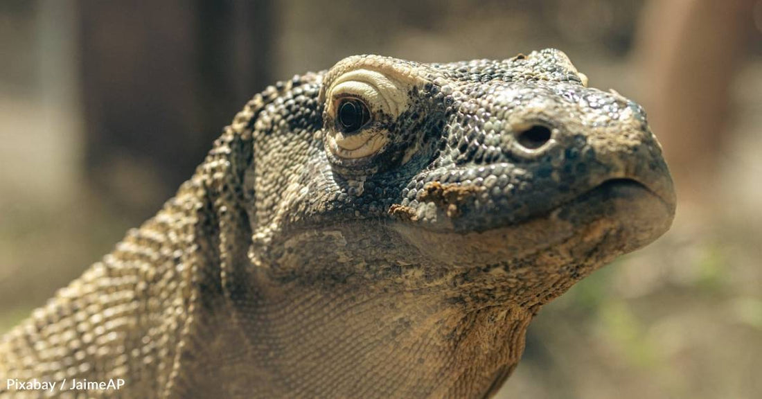 New Discovery About the Teeth of Endangered Komodo Dragons May Help Us Learn About Dinosaurs