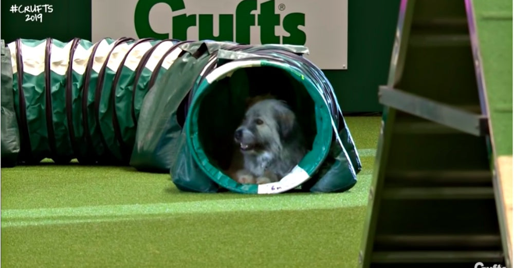 Rescue Dog Wins Hearts But Not Ribbons On Hilarious Agility Attempt