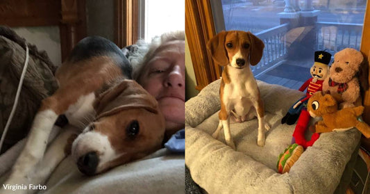 Rescue Dog Takes Care of Her Human As She Recovers From Fall