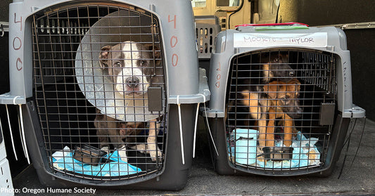 Emergency Flight Carrying Shelter Pets Out of California Wildfires Lands Safely