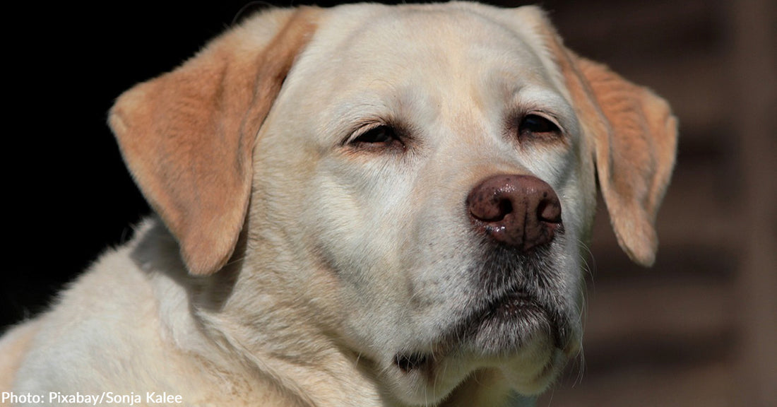 Labrador Retriever Saves Family During House Fire By "Banging On The Doors"