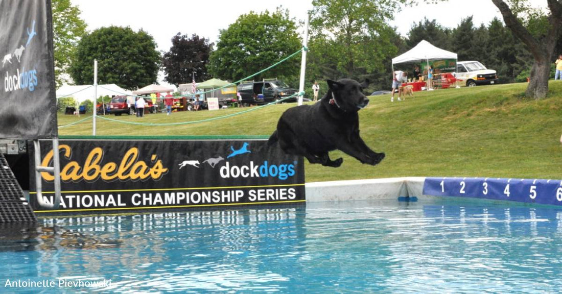 Retired Dock Diving Dog Never Stops Enjoying the Water, Even If It's 28 Degrees Outside