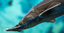 Close-up of a lake sturgeon swimming in blue water, showing its long snout, whisker-like barbels, and ridged body.