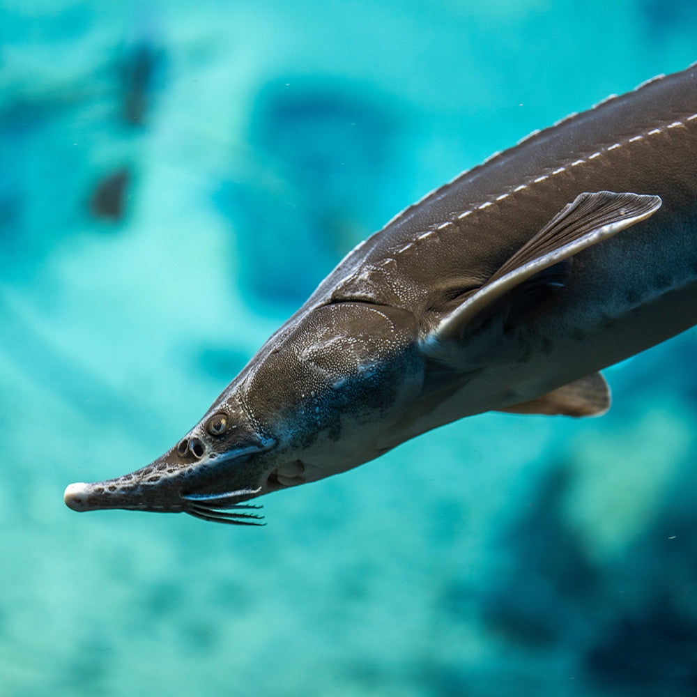 Close-up of a lake sturgeon swimming in blue water, showing its long snout, whisker-like barbels, and ridged body.