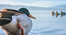 Male mallard duck standing in shallow lake water, balancing on one orange leg with mountains and a few ducks in the distance.