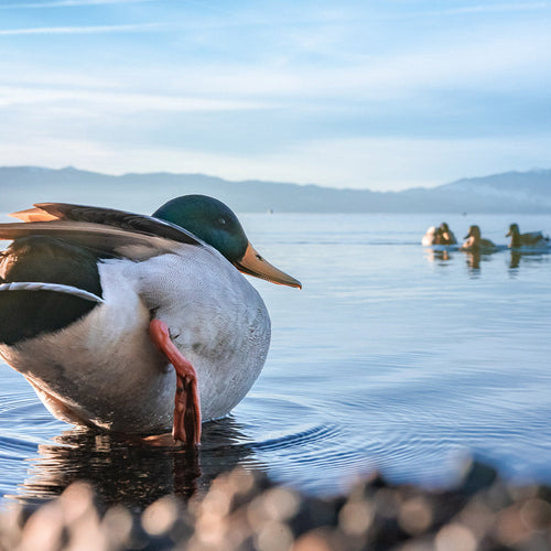 Male mallard duck standing in shallow lake water, balancing on one orange leg with mountains and a few ducks in the distance.