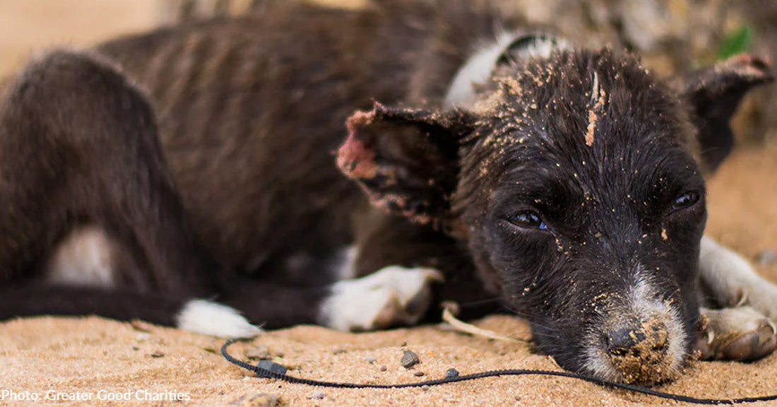 700 Dogs and Cats Rescued from Heartbreaking Situation in LA County