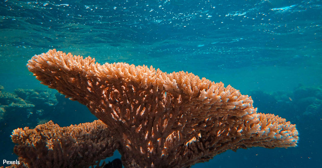 Scientists Stumble Upon Coral So Massive It Defies Belief