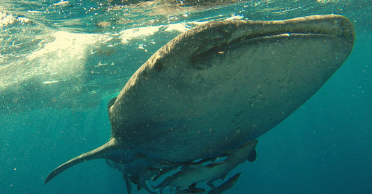 Scientists Stunned After Giant Whale Shark Breaks All Size Records