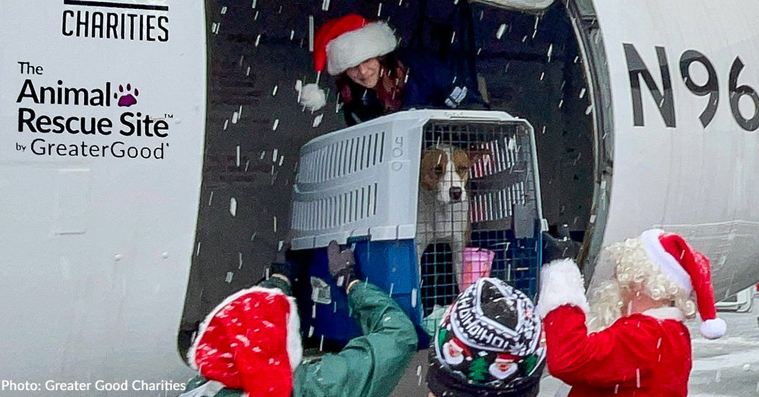 The Last Flight to Freedom of 2025 Lands Safely in New Jersey