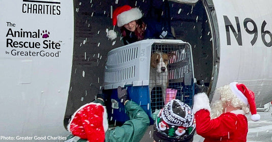 The Last Flight to Freedom of 2025 Lands Safely in New Jersey