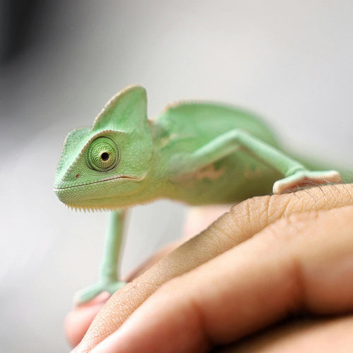 Protect Wild Animals From Being Ripped From Their Homes to Feed the Pet Trade