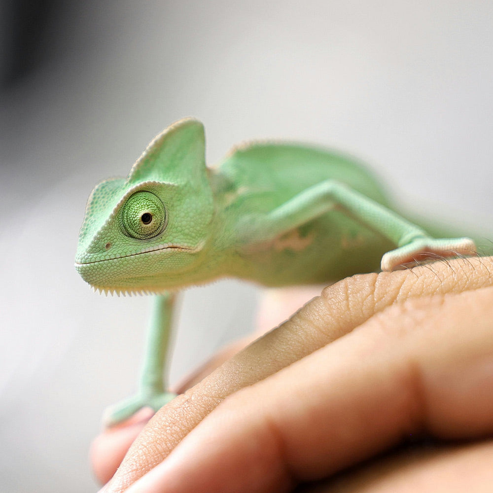 Protect Wild Animals From Being Ripped From Their Homes to Feed the Pet Trade