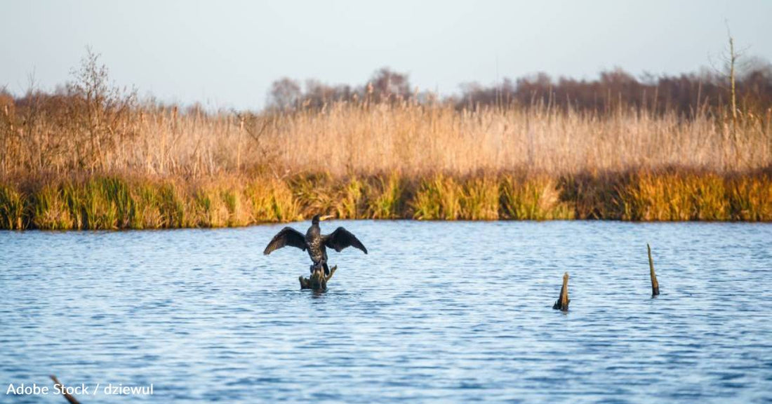 Lead Ammunition Officially Banned in EU Wetlands, Expected to Save Millions of Birds