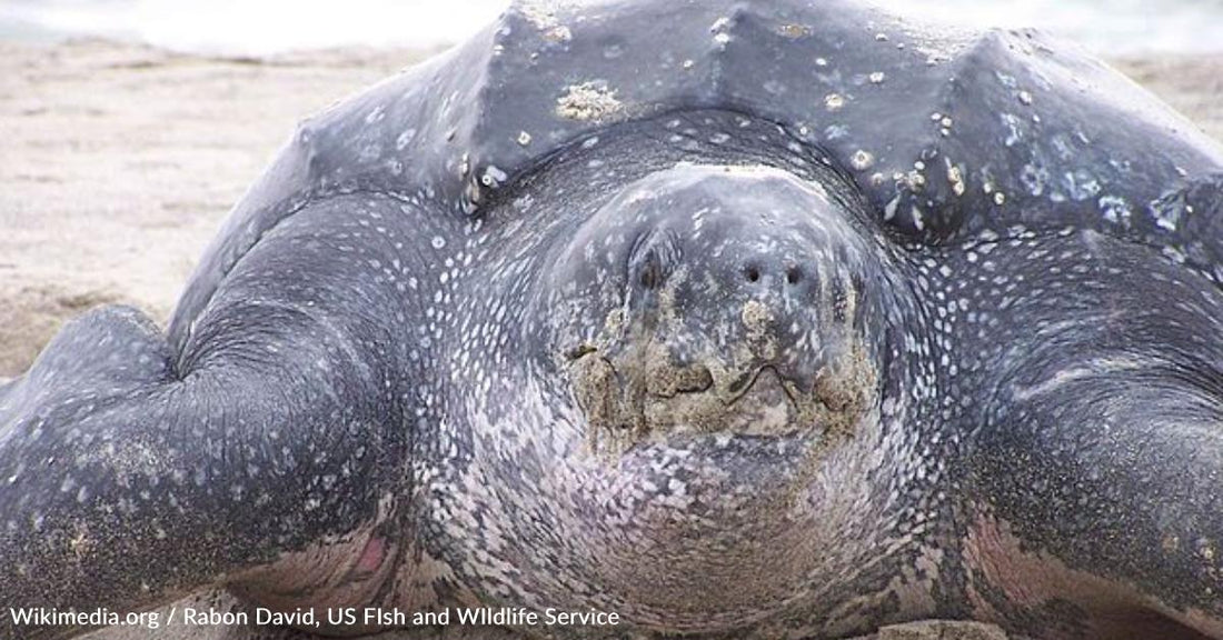 Leatherback Sea Turtle Have Returned to the Outer Banks After More Than a Decade