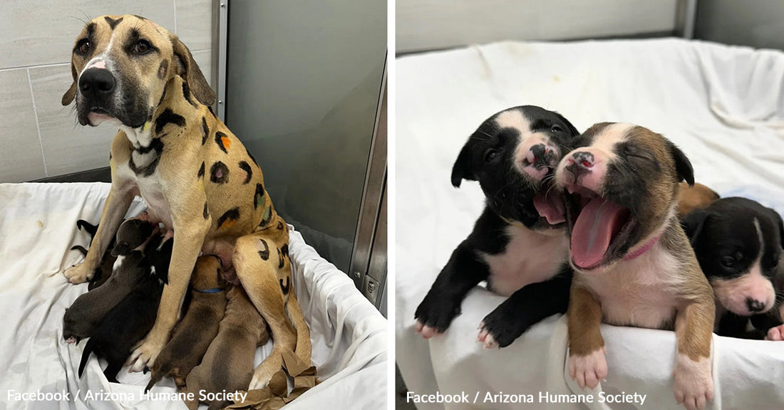 Dog Painted  Like Leopard Found in Blistering Heat Clings to Life With Her Puppies