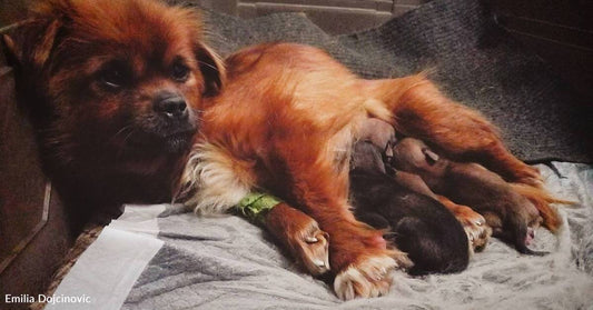 Abandoned Emaciated Dog Gives Birth to Eight Puppies, Barely Survives