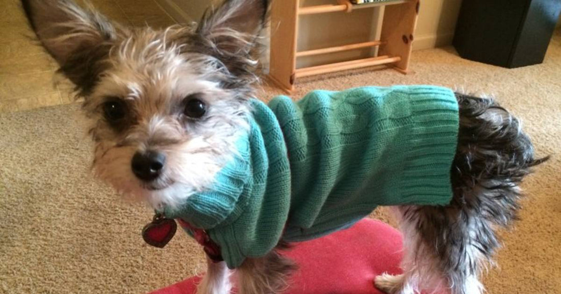 'Scrawny, Odd-Looking Dog' Changes Her New Human's Life