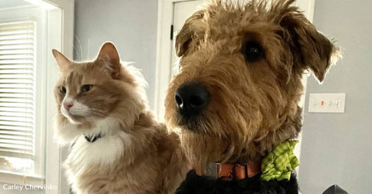 Dog with Mismatched Legs and Cat Named Paddington Are Inseparable