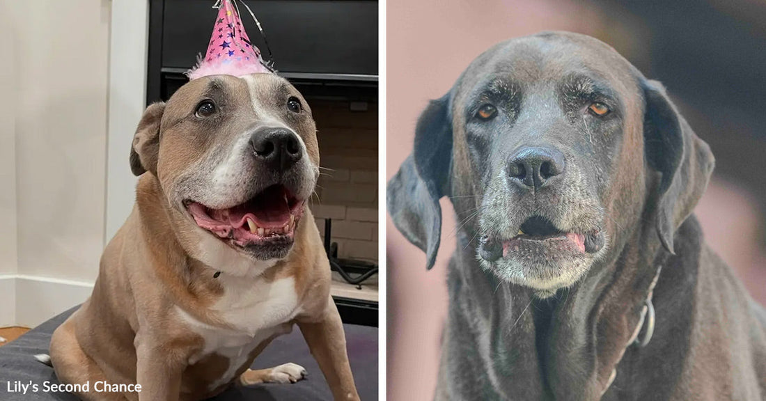 Split image of a happy senior dog in a birthday hat beside a solemn older gray dog, contrasting joyful and aging expressions.