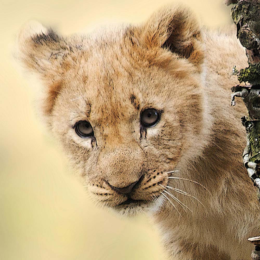 Save Innocent Lion Cubs From Exploitation In Chinese Restaurants