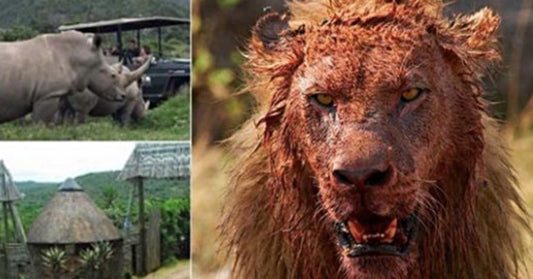 Three ‘Rhino Poachers’ Eaten By Lions After Breaking In To South African Game Reserve