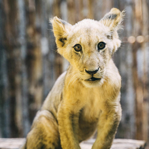 Stop Breeders From Turning Lions Into Disposable Photo Props
