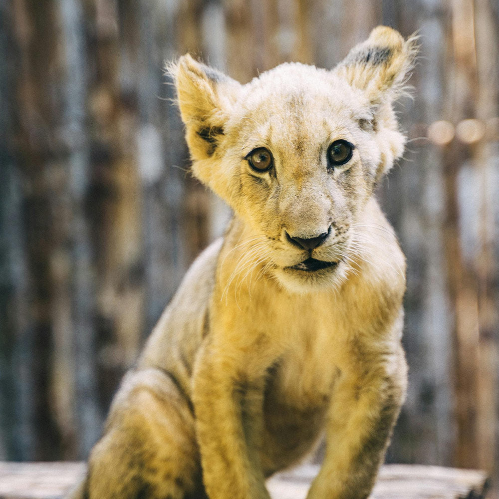 Stop Breeders From Turning Lions Into Disposable Photo Props