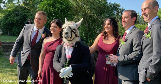 Couple Invites a Llama to Be Part of Their Wedding Party