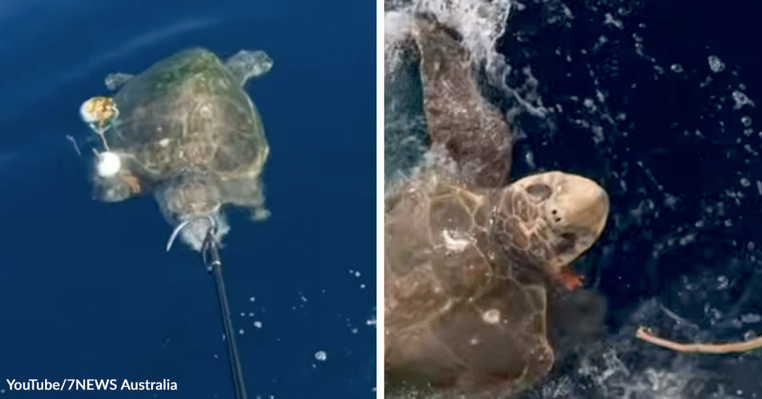 Split image showing a sea turtle being assisted underwater and another being handled at the water’s surface.