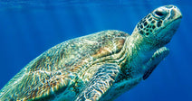 Close-up of a sea turtle swimming near the ocean surface with sunlight reflecting off its shell.