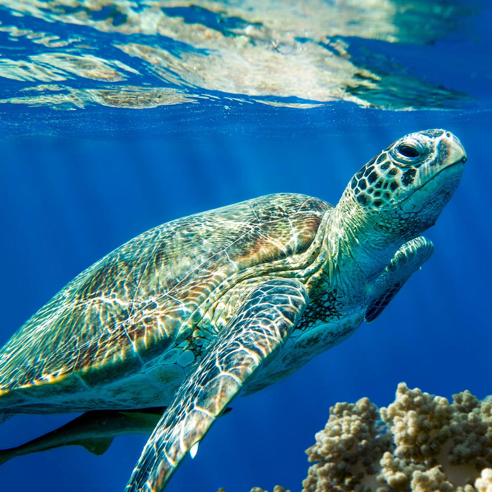 Close-up of a sea turtle swimming near the ocean surface with sunlight reflecting off its shell.