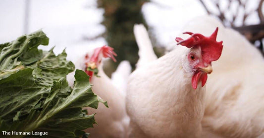 Curious, Fun, Loving' Hen Rescued From Factory Farm is Now Living Peaceful Life at Refuge